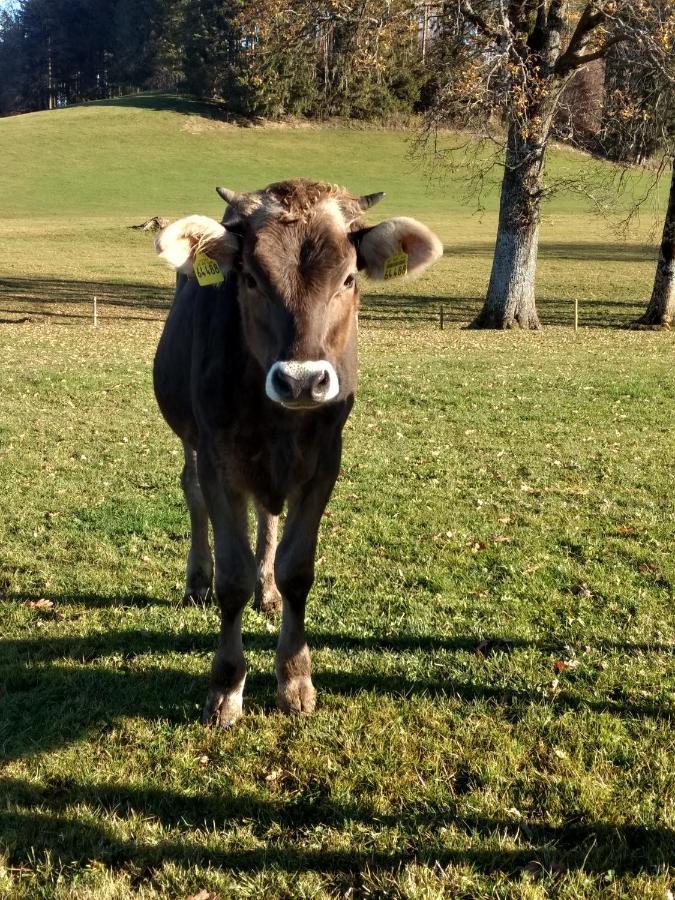 דירות Isny im Allgäu Eistobel Und Felderhalde מראה חיצוני תמונה
